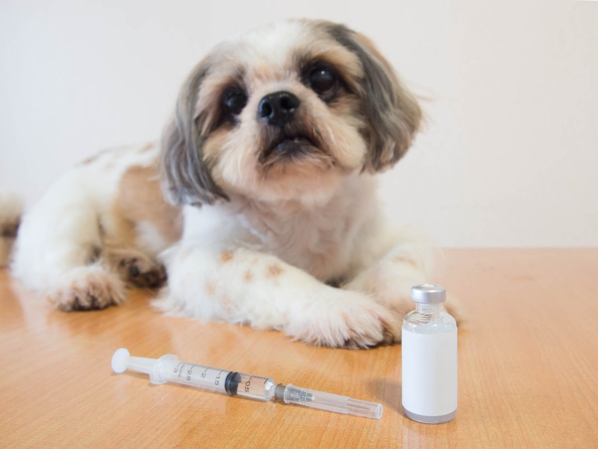 mRNA and DNA Vaccines in Humans and Animals dogVaccine1200